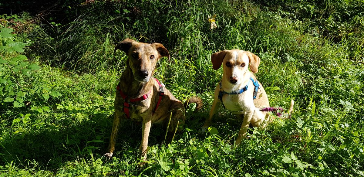 Tiergestützte Therapie und Empathieförderung Team